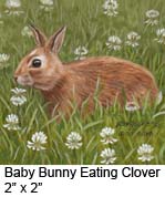Baby Bunny Eating Clover c
