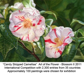 Candy Stripped Camellias titled