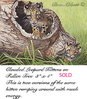 Clouded Leopard Kittens 70dpi