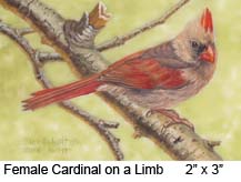 Female Cardinal on Limb c