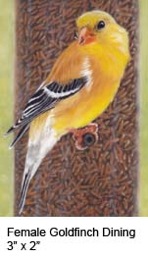 Female Goldfinch Dining c