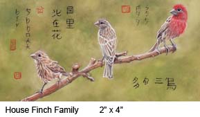 House Finch Family c