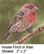 House Finch in Rain Shower c