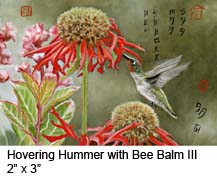 Hovering Hummer with Bee Balm III c