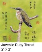 Juvenile Ruby Throat c