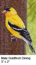 Male Goldfinch Dining c