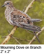 Mourning Dove on Branch c