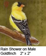 Rain Shower on Male Goldfinch c
