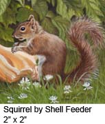 Squirrel by Shell Feeder c