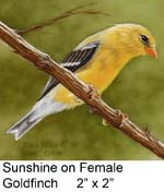 Sunshine on Female Goldfinch c