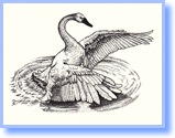 Swan Logo 72 DPI