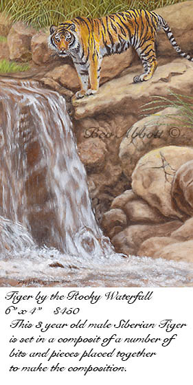 Tiger by Rocky Waterfall 70dpi