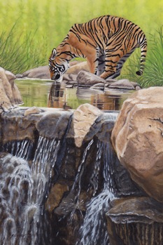 Tiger by the Cascades a.IMG