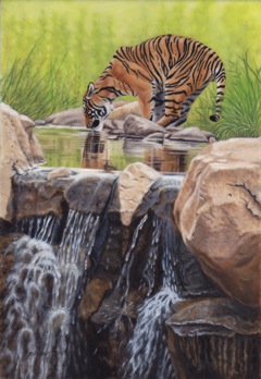 Tiger by the Cascades.IMG