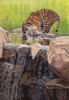 Tiger Drinking at Pool a