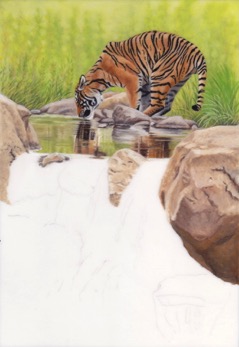 Tiger Drinking at Pool