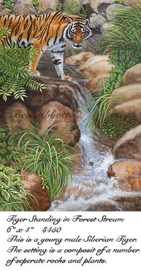 Tiger Standing in Forest Stream 70dpi