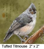 Tufted Titmouse c