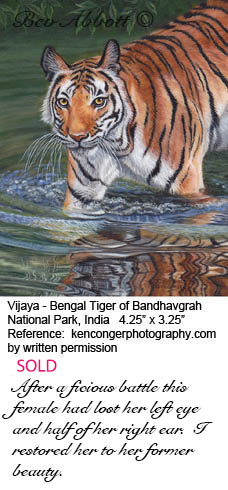 Vijaya Bengal Tiger c 70 dpi