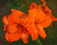 Web Amaryllis 6x8 70dpi Sig