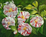 Web Camellias 6x8 70dpi Sig