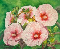 Web Hibiscus 6x8 70dpi Sig