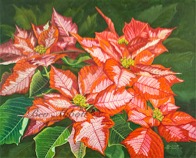 Web Poinsettias 6x8 70 dpi Sig